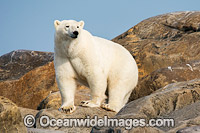 Polar Bear (Ursus maritimus), trying to stay cool in the summer sun near Churchill, Hudson Bay, Manitoba, Canada, Canadian Arctic. Classified Vulnerable on the IUCN Red List.