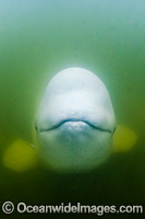 Beluga Whale (Delphinapterus leucas), hunting in the murky waters of the Churchill River, Manitoba, Canada, Arctic Ocean. Also known as White Whale. Found in the Arctic and sub-Arctic region.