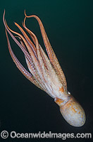 Giant Pacific Octopus (Enteroctopus dofleini). Found in coastal waters of the North Pacific Ocean. Photo taken at Race Rocks, Vancouver Island, Canada.