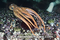 Giant Pacific Octopus (Enteroctopus dofleini). Found in coastal waters of the North Pacific Ocean. Photo taken at Race Rocks, Vancouver Island, Canada.