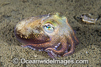 Bobtail Squid (Rossia pacifica). Also known as Stubby Squid. Found in the north-eastern Pacific Ocean. Photo taken at Victoria, Vancouver Island, Canada.