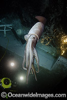Humboldt squid (Dosidicus gigas). Also known as Jumbo Squid, Jumbo Flying Squid, Pota or Diablo Rojo. Large predatory squid commonly found at depths of 200-700 metres in the east Pacific Ocean. Sea of Cortez, Baja, Pacific Ocean.