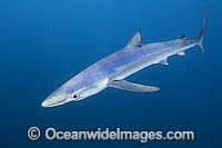 Blue Shark (Prionace glauca). Also known as Blue Whaler and Great Blue Shark. Oceanic Shark found in tropical and temperate seas. San Diego, California, USA, Eastern Pacific Ocean