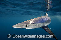 Blue Shark (Prionace glauca). Also known as Blue Whaler and Great Blue Shark. Oceanic Shark found in tropical and temperate seas. San Diego, California, USA, Eastern Pacific Ocean
