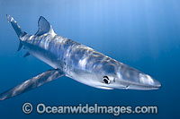 Blue Shark (Prionace glauca). Also known as Blue Whaler and Great Blue Shark. This oceanic Shark is found in tropical and temperate seas worldwide. Photo taken La Jolla, Southern California, USA, Pacific Ocean.