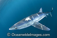 Blue Shark (Prionace glauca). Also known as Blue Whaler and Great Blue Shark. This oceanic Shark is found in tropical and temperate seas worldwide. Photo taken La Jolla, Southern California, USA, Pacific Ocean.