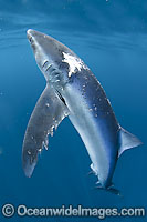 Wounded Blue Shark (Prionace glauca) - probably a victim of another larger blue shark. Also known as Blue Whaler and Great Blue Shark. This oceanic Shark is found in tropical and temperate seas worldwide. Photo taken La Jolla, Southern California, USA.
