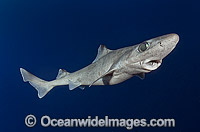 Gulper Shark (Centrophorus granulosus). Found in western North Atlantic, eastern Atlantic, Indian Ocean and western Pacific, including northern Australia. Photo taken at Cape Eleuthera, Bahamas, Atlantic Ocean.
