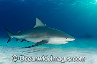 Bull Shark (Carcharhinus leucas). Also known as River Whaler, Freshwater Whaler and Swan River Whaler. Found worldwide in tropical and warm temperate seas and penetrates far into freshwater for extended periods. South Bimini Island, Caribbean Sea.