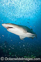 Grey Nurse Shark (Carcharias taurus). Also known as Sand Tiger Shark and Spotted Ragged-tooth Shark. Photo taken on the wreck of The Spar, Morehead City, North Carolina, USA, Westt North Atlantic Ocean. Classified Vulnerable IUCN Red List - protected.