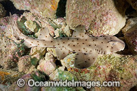 Horn Shark (Heterodontus francisci). Also known as California Horn Shark. Heterodontus means 'different teeth' and refers to this shark's pointed teeth at the front, and flattened crushing teeth in the rear of the mouth. Catalina Island, California, USA