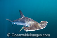 Smooth Hammerhead Shark (Sphyrna zygaena). Widespread in temperate and some tropical regions worldwide. Sea of Cortez, La Paz, Baja California Sur, Mexico
