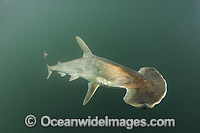 Scoophead Shark (Sphyrna media). A small species of Hammerhead Shark confined to the coastal waters of Central America. Photo taken at Isla Chepillo, Rio Bayano, Panama.