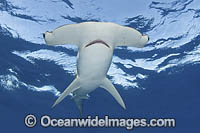 Smooth Hammerhead Shark (Sphyrna zygaena). Cabo San Lucas, Baja, Mexico, Eastern Pacific.