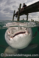 Nurse Shark (Ginglymostoma cirratum), hunting for scraps in the river mouth at Hawks Nest Resort and Marina, Cat Island, Bahamas, Caribbean Sea.