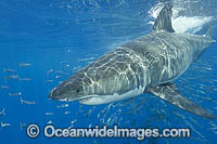 Great White Shark (Carcharodon carcharias) underwater. Also known as White Pointer and White Death. Guadalupe Island, Baja, Mexico, Pacific Ocean. Listed as Vulnerable Species on the IUCN Red List.