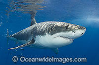 Wounded Great White Shark (Carcharodon carcharias). Probably the victim of another Great White Shark. Photo taken Guadalupe Island, Mexico, Eastern Pacific Ocean. Listed as Vulnerable Species on the IUCN Red List.