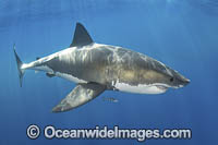 Great White Shark (Carcharodon carcharias). Aka White Pointer, White Shark, White Death, Blue Pointer, Landlord or Mackeral shark. Guadalupe Island, Mexico, Eastern Pacific.