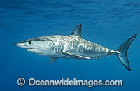 Shortfin Mako Shark (Isurus oxyrinchus). Also known as Mako Shark, Blue Pointer, Mackeral Shark and Snapper Shark. San Diego, California, USA, eastern Pacific Ocean. Found in both tropical and temperate seas of the world.
