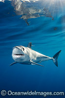 Shortfin Mako Shark (Isurus oxyrinchus). Also known as Mako Shark, Blue Pointer, Mackeral Shark and Snapper Shark. Found in both tropical and temperate seas of the world. Photo taken at, Long Beach, Southern California, Eastern Pacific.