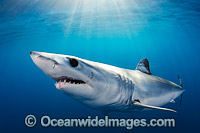 Shortfin Mako Shark (Isurus oxyrinchus). Also known as Mako Shark, Blue Pointer, Mackeral Shark and Snapper Shark. Found in both tropical and temperate seas of the world. Photo taken at, Long Beach, Southern California, Eastern Pacific.