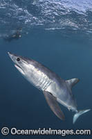 Shortfin Mako Shark (Isurus oxyrinchus). Aka Blue Pointer. Considered the fastest shark in the sea. Cabo San Lucas, Baja, Mexico, Eastern Pacific.