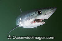 Porbeagle Shark (Lamna nasus). Also known as Mackeral Shark. Found in North and South Atlantic, South Pacific and southern Indian Oceans - including southern Australia. Photo taken in Bay of Fundy, New Brunswick, Canada