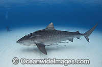 Tiger Shark (Galeocerdo cuvier). Found in tropical seas, with seasonal sightings in warm temperate areas. Photo taken Tiger Beach, Freeport, Bahamas, Atlantic Ocean.