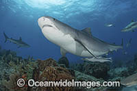 Tiger Shark (Galeocerdo cuvier). At Tiger Beach; a famous shark diving site on Little Bahama Bank in the Bahamas.