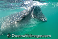 Whale Shark (Rhincodon typus) feeding in plankton rich water off Holbox Island, Mexico. Found throughout the world in all tropical and warm-temperate seas. Classified Vulnerable on the IUCN Red List.