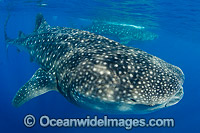 Whale Sharks (Rhincodon typus), feeding in plankton rich water off Isla Mujeres, Caribbean Sea. Found throughout the world in all tropical and warm-temperate seas. Classified Vulnerable on the IUCN Red List.