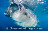 Whale Shark (Rhincodon typus), feeding in plankton rich water off Isla Mujeres, Caribbean Sea. Found throughout the world in all tropical and warm-temperate seas. Classified Vulnerable on the IUCN Red List.