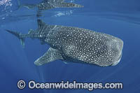 Whale Shark (Rhincodon typus). Largest fish in the world possibly exceeding 20m in length. Isla Mujeres, Mexico. Caribbean Sea.