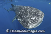 Whale Shark (Rhincodon typus). Largest fish in the world possibly exceeding 20m in length. Isla Mujeres, Mexico. Caribbean Sea.