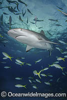 Caribbean Reef Shark (Carcharhinus perezi). Tiger Beach, Little Bahama Bank, Bahamas.