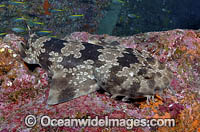 Japanese Wobbegong (Orectolobus japonicus). The only wobbegong species in the northern hemisphere. From Japan, Korea, China, Taiwan and Vietnam.