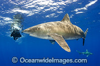 Oceanic Whitetip Shark (Carcharhinus longimanus). This pelagic shark is an aggressive species and is found worldwide in tropical and temperate seas. Photo was taken offshore Cat Island, Bahamas, Atlantic Ocean. Classified Endangered on the IUCN Red List.