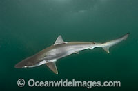 Pacific Sharpnose Shark (Rhizoprionodon longurio). Mulege, Baja, Mexico, Sea of Cortez.