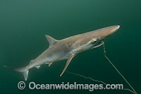 Pacific Sharpnose Shark (Rhizoprionodon longurio) - caught on a shark fishing longline. Sea of Cortez, Mulege, Baja, Mexico.
