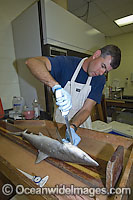 Dr Eric Hoffmeyer dissects an Atlantic Sharpnose Shark (Rhizoprionodon terraenovae). Mississippi Barrier Islands, Gulf of Mexico, Atlantic Ocean, USA.