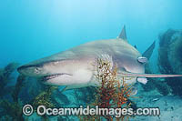 Lemon Shark (Negaprion brevirostris). Tiger Beach, Bahamas, Caribbean Sea, Atlantic Ocean.