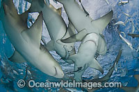 Lemon shark (Negaprion brevirostris). Found in the tropical western Atlantic from New Jersey to southern Brazil, and in the north eastern Atlantic off west Africa. Photo taken northern Bahamas, Atlantic Ocean.