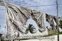 Spotted Eagle Ray wings (Aetobatus narinari) drying in the sun after being caught by fishermen. Holbox Island, Mexico.
