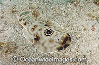Bullseye Electric Ray (Diplobatus ommata). Also known as Bulls-eye Electric Ray. Los Islotes, La Paz, Baja California, Mexico, Sea of Cortez.This ray is capable of delivering a strong electric shock and uses its electric organs to stun prey.