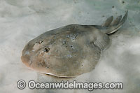 Lesser Electric Ray (Narcine bancroftii). Also known as Bancrofts Electric Ray. Previously confused with the Brazilian Electric Ray (Narcine brasiliensis). Panama City, Florida, USA, Gulf of Mexico.