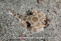 Bullseye Electric Ray (Diplobatis ommata). Aka Pacific Dwarf Numbfish. Sea of Cortez, Mexico, Eastern Tropical Pacific.
