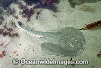 Thornback Ray (Platyrhinoidis triseriata). Also known as Thornback Guitarfish. California, USA. eastern Pacific Ocean.