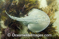 Thornback Ray (Platyrhinoidis triseriata). Also known as Thornback Guitarfish. California, USA. eastern Pacific Ocean.