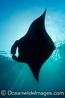 Caribbean Manta Ray (Manta c.f. birostris). This manta ray is a sub-species of the Oceanic Manta (Manta birostris) from the Caribbean.