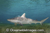 Blacknose Shark (Carcharhinus acronotus). Triangle Rocks, South Bimini Island, Caribbean Sea.
